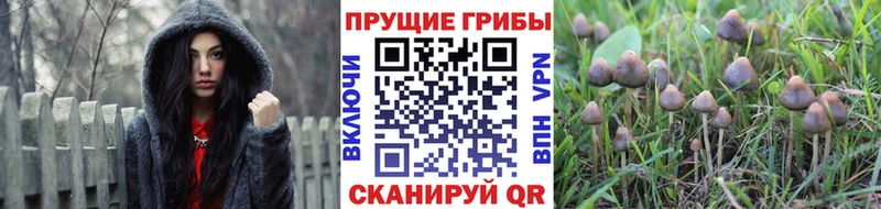 Псилоцибиновые грибы Psilocybe где продают наркотики Красавино